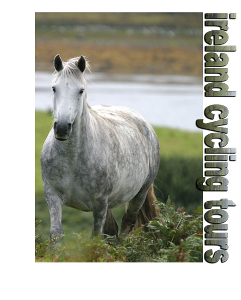 ireland cycle tours image of horse in field